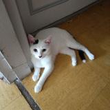 Picture of cat found at Rouen