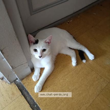 Photo 1/1 Found cat Found in Rouen