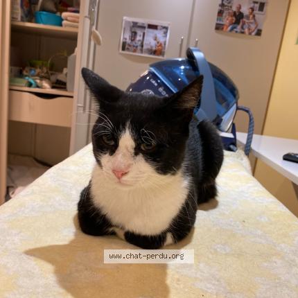 Photo 1/1 Found cat Found in Rouilly sacey