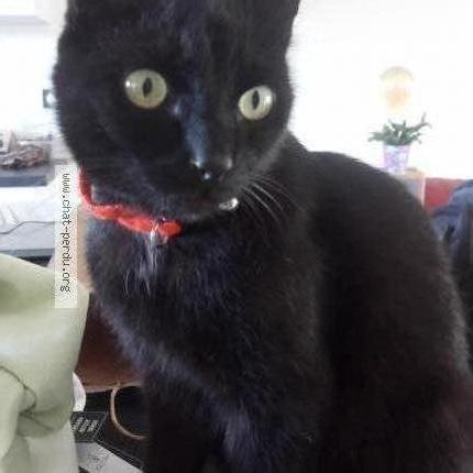 Photo 1/1 Lucky Chat lost in Vensac