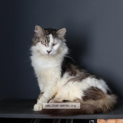 Photo 1/1 Indy Chat lost in Arras sur rhone