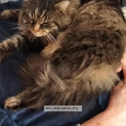 Photo 1/1 IGLOO Chat lost in Spay