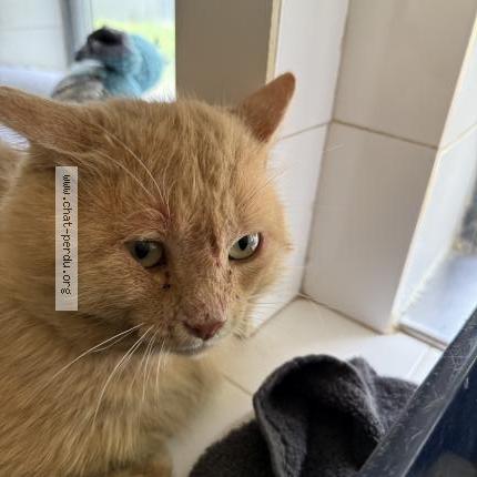 Photo 1/1 Loubar Chat lost in Barberaz