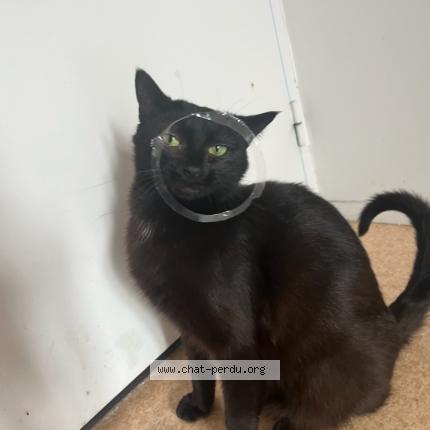 Photo 1/1 Demone Chat lost in Blanquefort
