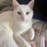 Picture of cat lost at Berstett