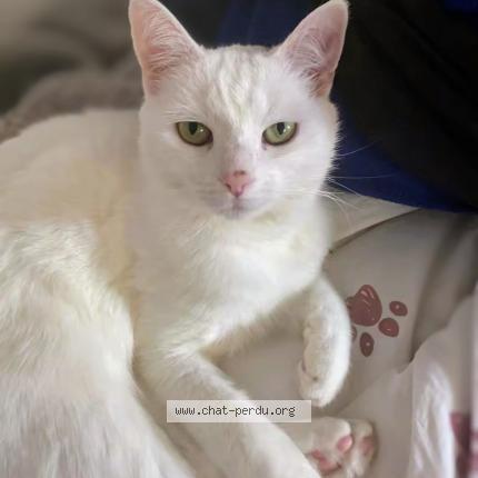 Photo 1/1 Pakhi Chat lost in Berstett