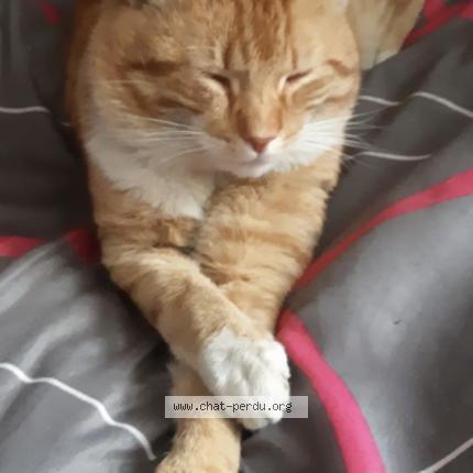 Photo 1/1 Timinou Chat lost in Montfermeil