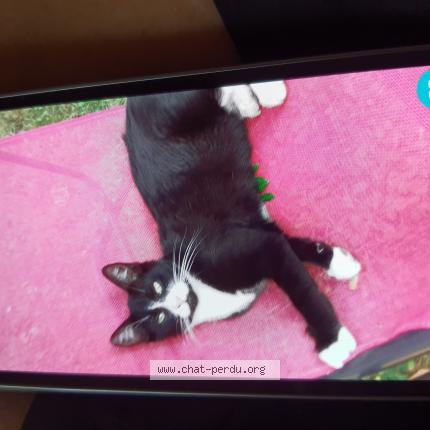 Photo 1/1 Cachou Chat lost in Sainte luce sur loire