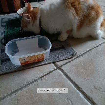 Photo 1/1 Tyrion Chat lost in Boisme