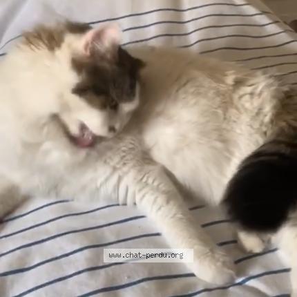 Photo 1/1 Octave Chat lost in Dourdan