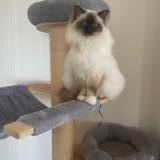 Picture of cat lost at Verrieres En Anjou