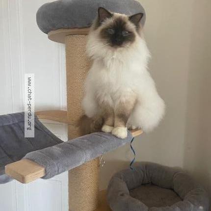 Photo 1/1 Tempo Chat lost in Verrieres en anjou