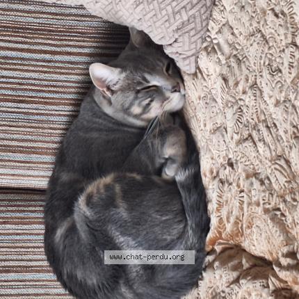 Photo 1/1 Pissou Chat lost in Belfort