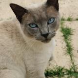 Picture of cat lost at Coutras