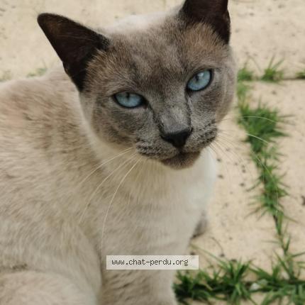 Photo 1/1 Siam Chat lost in Coutras