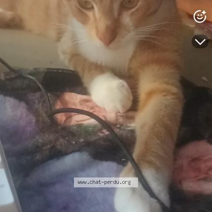 Photo 1/1 Ninno Chat lost in Castets