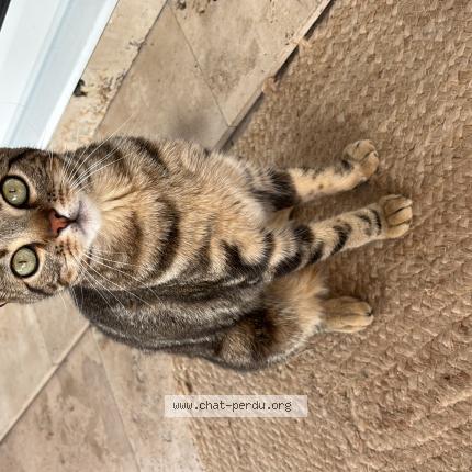 Photo 1/1 Hina Chat lost in Lit et mixe