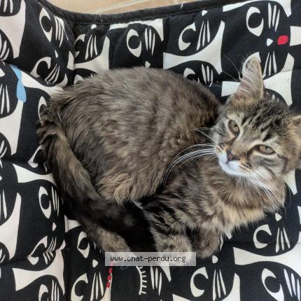 Photo 1/1 Found cat Found in Noues de sienne