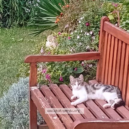 Photo 1/1 Mimo Chat lost in Aucamville