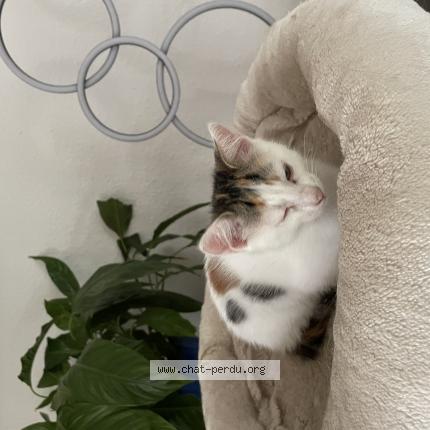 Photo 1/1 Found cat Found in Herouvile saint clair