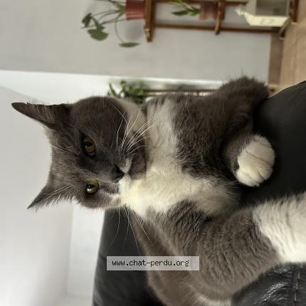 Photo 1/1 Sylver Chat lost in Longueil annel