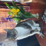 Picture of cat lost at Nozay