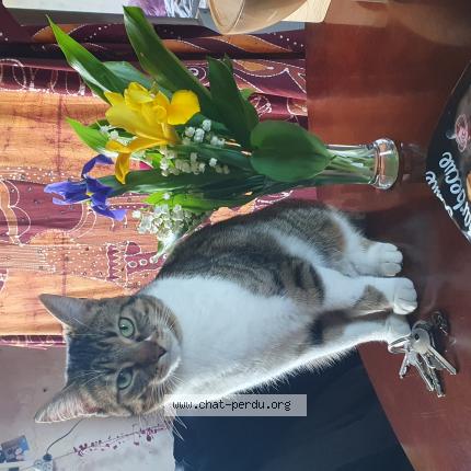 Photo 1/1 Bianka Chat lost in Nozay