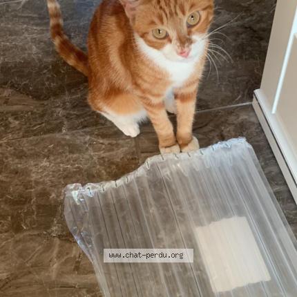 Photo 1/1 Garfilda Chat lost in Pavillon sous bois