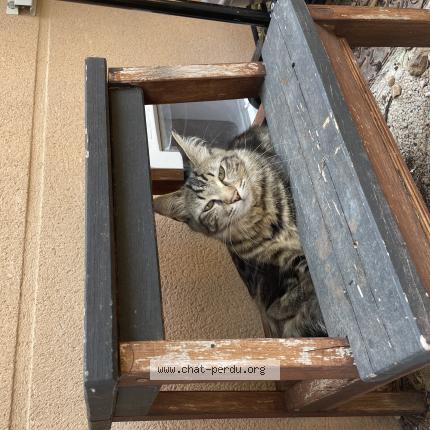 Photo 1/1 Nadja Chat lost in Marseille