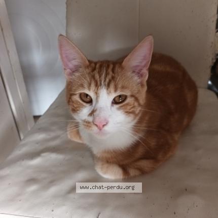 Photo 1/1 mobylette Chat lost in Longchamps