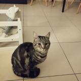 Picture of cat lost at La Ciotat