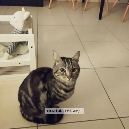 Photo 1/1 CAPUCINE Chat lost in La ciotat