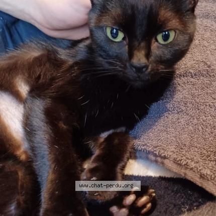 Photo 1/1 Oscar Chat lost in Nesles la vallee