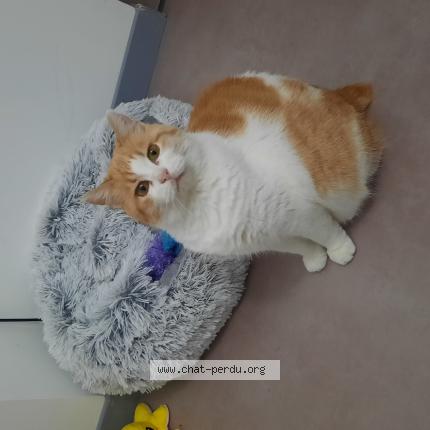 Photo 1/1 Ora alias "ma fifille" Chat lost in Issenheim