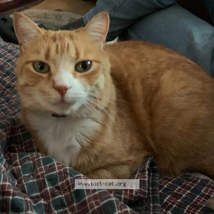 Photo 1/1 Fushigi Chat lost in Richmond hill