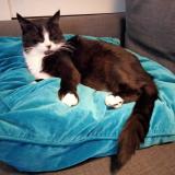 Picture of cat lost at St Dizier