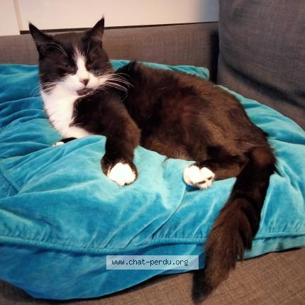 Photo 1/1 Felixou Chat lost in St dizier