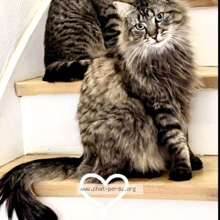 Photo 1/1 NARDO Chat lost in Lille