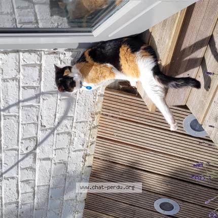 Photo 1/1 Kali Chat lost in Rhode saint genese