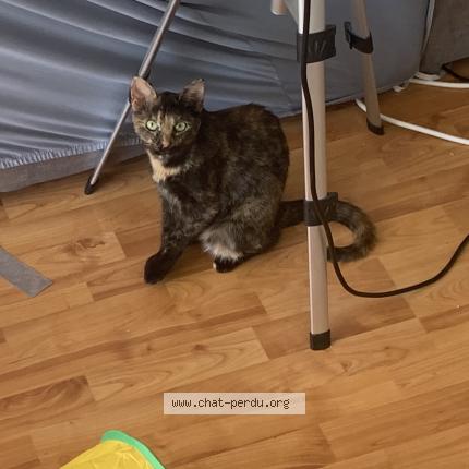 Photo 1/1 Sy Chat lost in Lyon