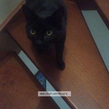 Photo 1/1 Picsou Chat lost in Angers