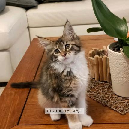 Photo 1/1 Taiga Chat lost in Bouzy