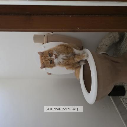 Photo 1/1 Filou Chat lost in Montpellier