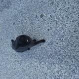 Picture of cat found at Passins