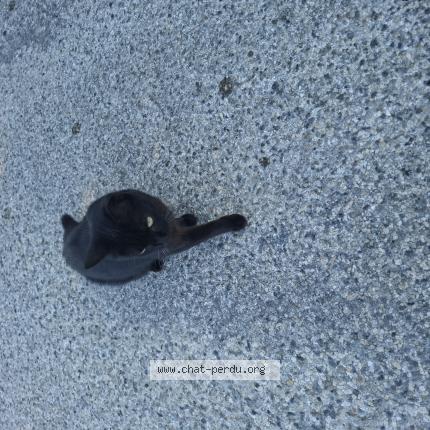 Photo 1/1 Found cat Found in Passins