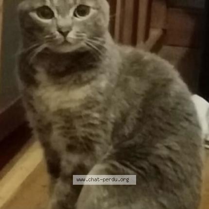 Photo 1/1 Naley Chat lost in Lille