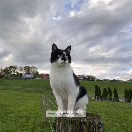 Photo 1/1 Malo Chat lost in Marsens