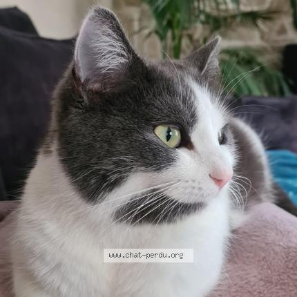 Photo 1/1 Ruby Chat lost in Sauzet