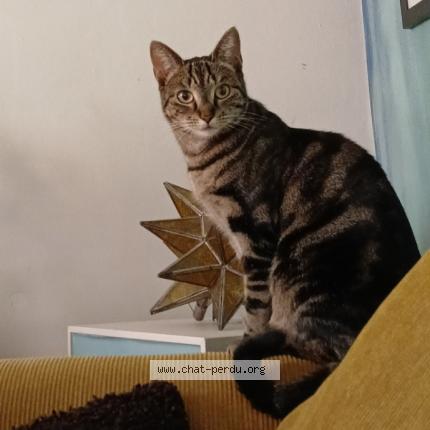 Foto van vermiste kat in Ixelles
