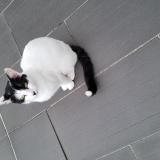 Picture of cat found at Saint Michel Chef Chef